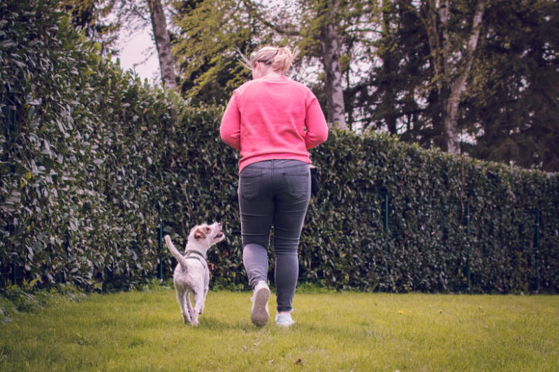 alltagstraining-hundeschule-bad-oldesloe