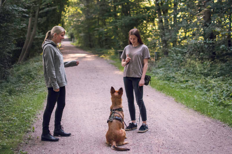 einzeltraining-hunde-bad-oldesloe
