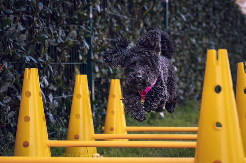 hundegruppe-fun-bad-oldesloe