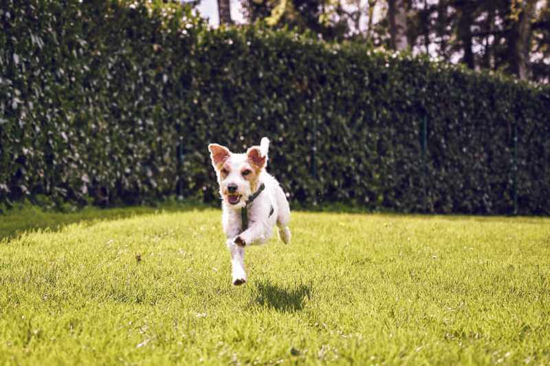 hundetraining-hundewiese-bad-oldesloe