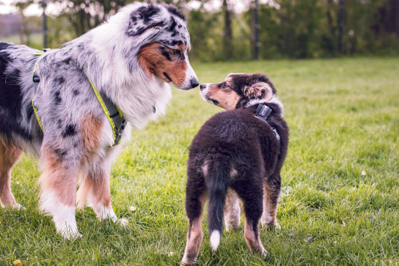 kontaktstunde-hundeschule