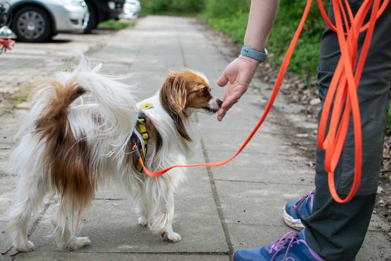 mantrailing-spurensuche-hund