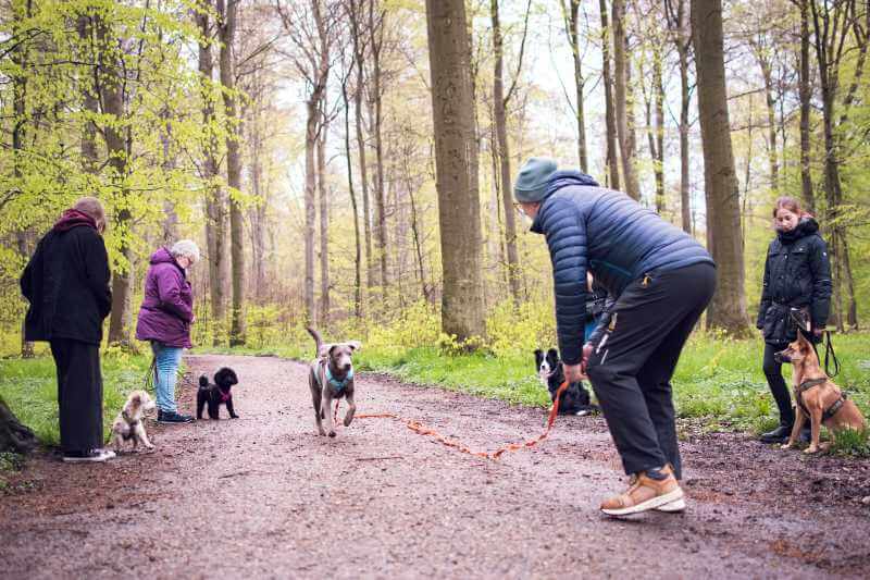 rueckruf-hundeschule-training