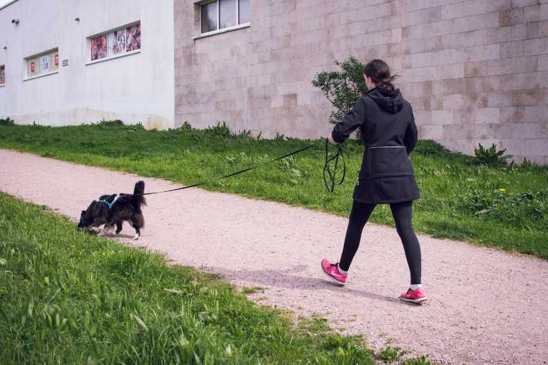 spurensuche-hundetraining-mantrailing
