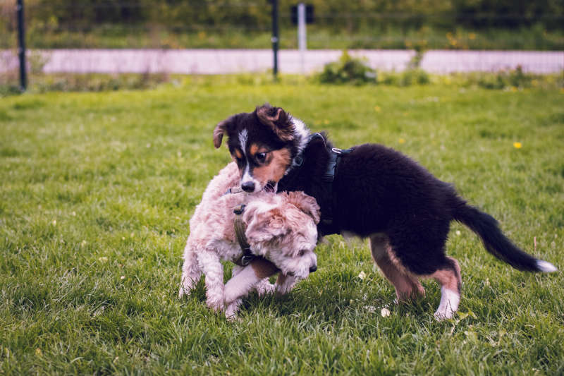 welpen-hundeschule-training
