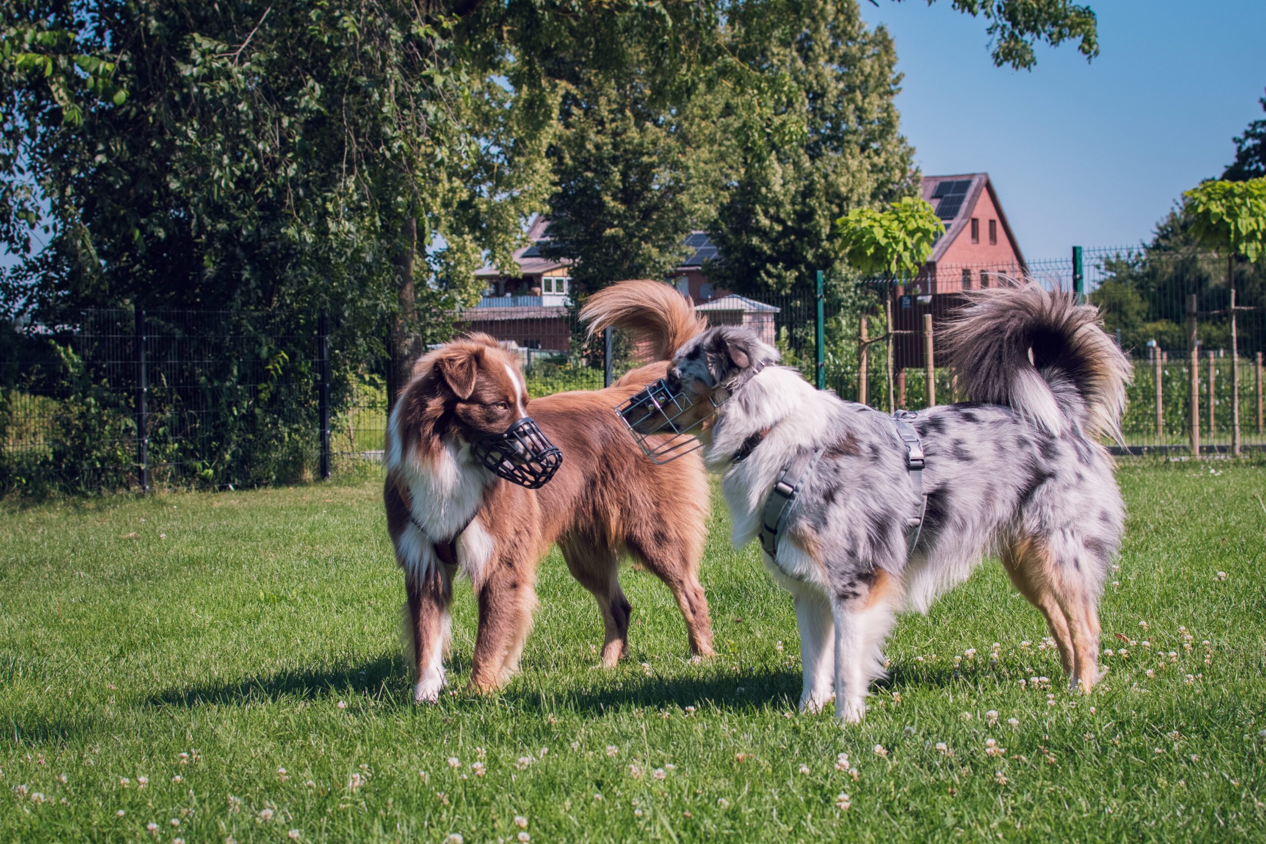 DSC_0331
